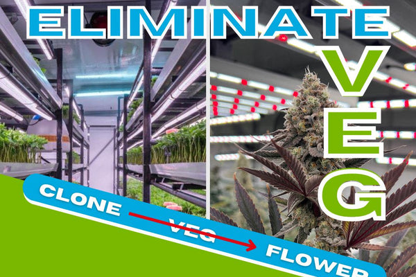 Grodan and the No-Veg cultivation strategy