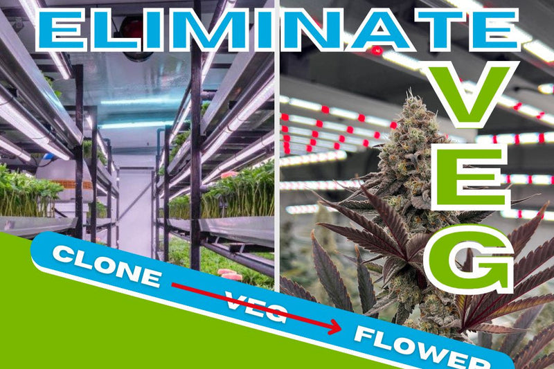 Grodan and the No-Veg cultivation strategy