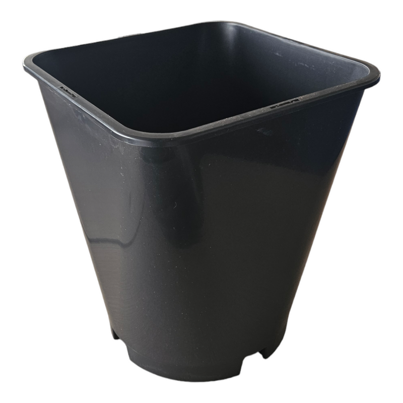 Rose Pot Orsa