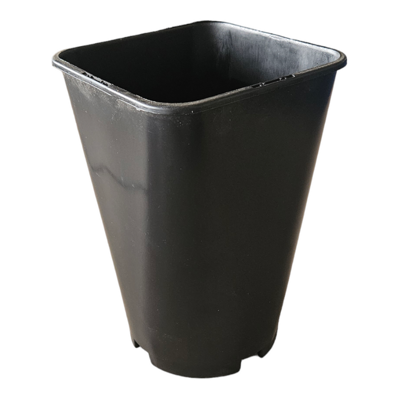 Rose Pot Orsa