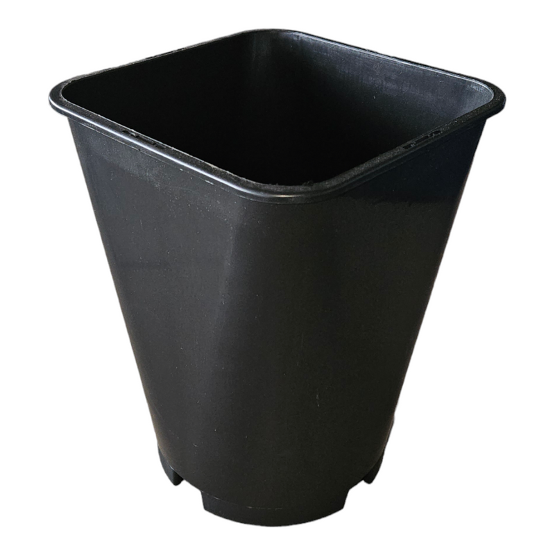 Rose Pot Orsa