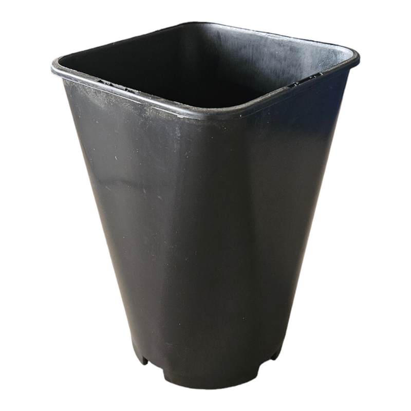 Rose Pot Orsa